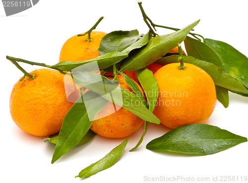 Image of Ripe tangerines on white background