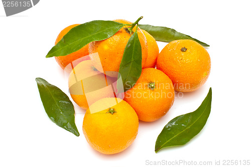 Image of Ripe tangerines on white background