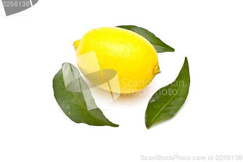 Image of Ripe lemon on white background