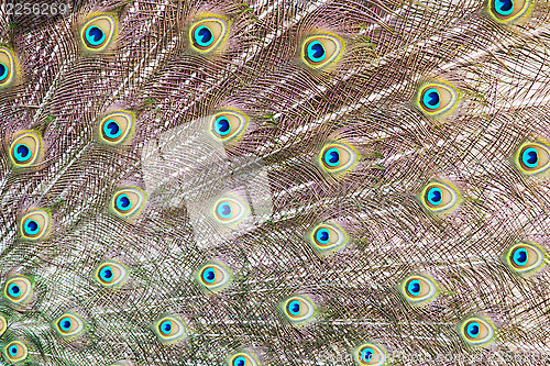 Image of Peacock feathers background