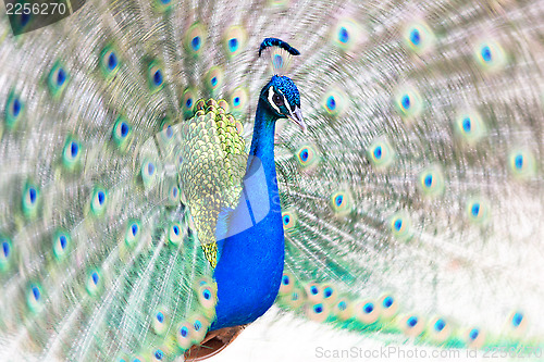 Image of Peacock fanning out its tail