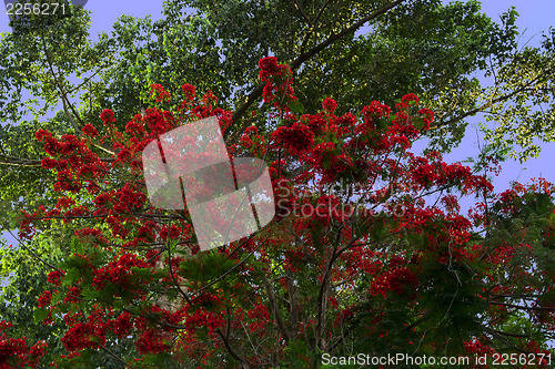 Image of Tree Delonix Regia (syn. Poinciana Regia).