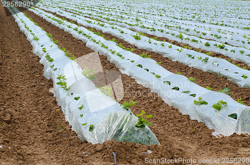 Image of Plastic mulch