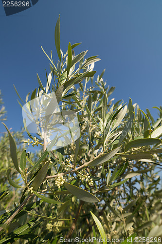 Image of Olive tree