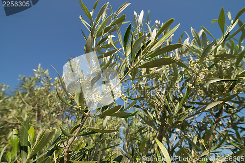 Image of Olive tree branches