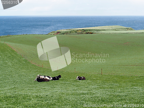 Image of Green field with cow, Scotland coastline