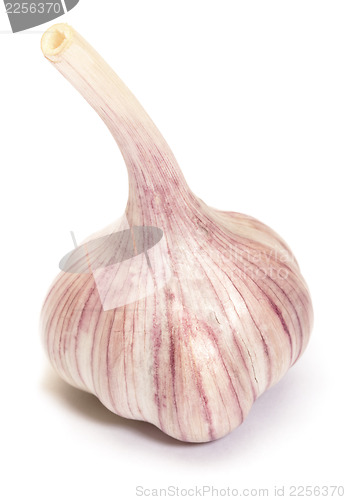 Image of Garlic
