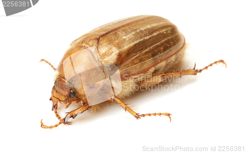 Image of Brown june beetle