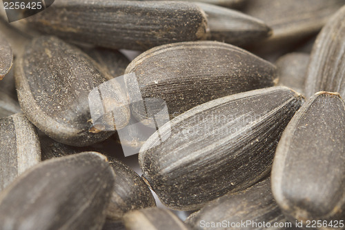 Image of Sunflower seeds