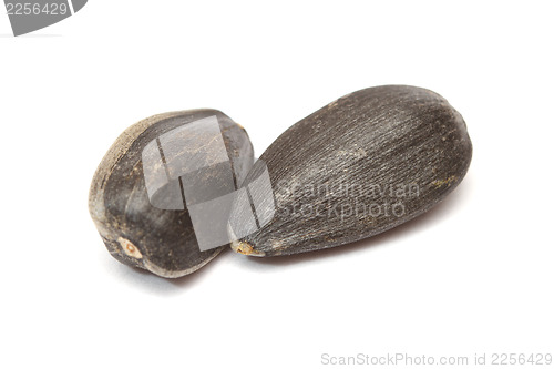 Image of Sunflower seeds 