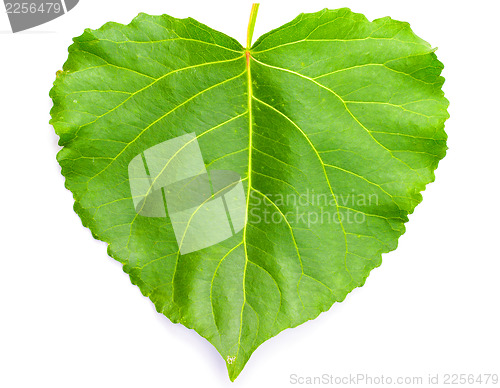 Image of Green heart shaped leaf