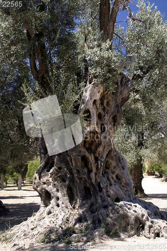 Image of Gnarled Olive Tree Trunk