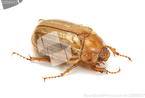 Image of Brown june beetle