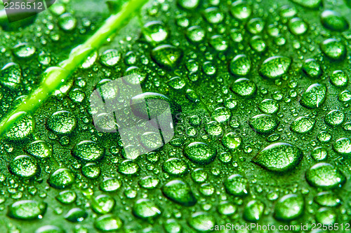 Image of Green leaf and water drops