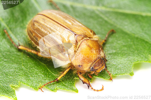 Image of Brown june beetle