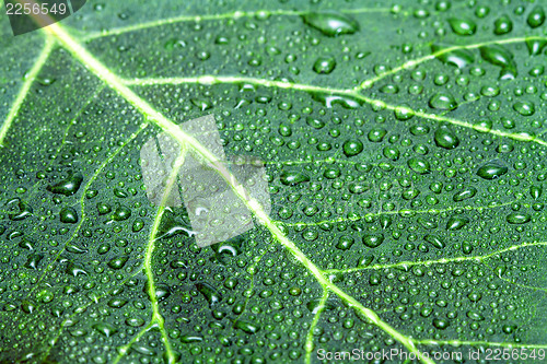 Image of Green leaf and water drops