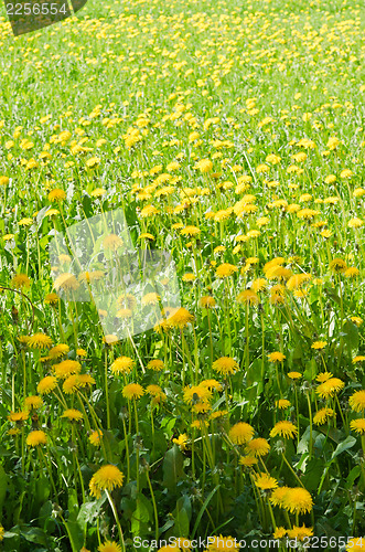 Image of A field of yellow dandelion  