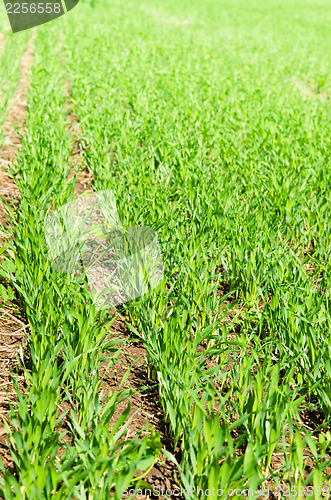 Image of young wheat on farm land 