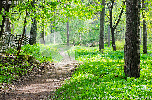 Image of Footpath in a summer park