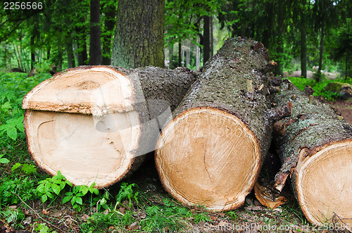 Image of The cut fur-tree logs, close up