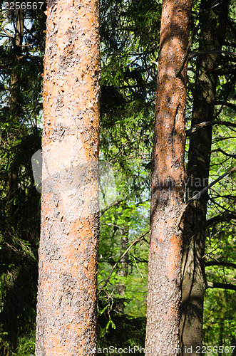 Image of Trunks of pine trees on the background of the forest. Close-up 