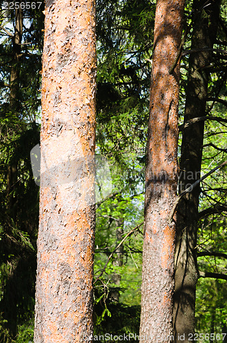 Image of Trunks of pine trees on the background of the forest. Close-up 
