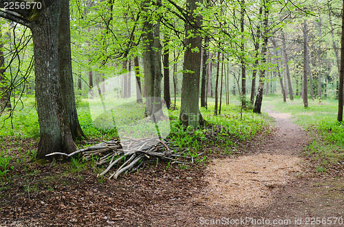 Image of Footpath in a summer park