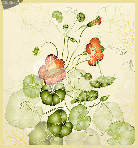 Image of Greeting card with nasturtium. Illustration nasturtium.   Beauti