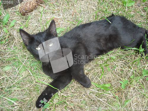 Image of Black Cat