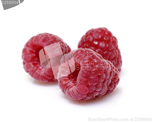 Image of Fresh raspberry