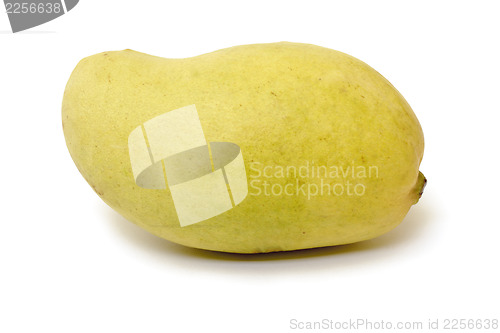 Image of Ripe mango 