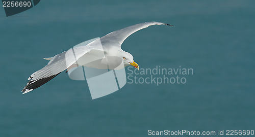 Image of Seagull in flight