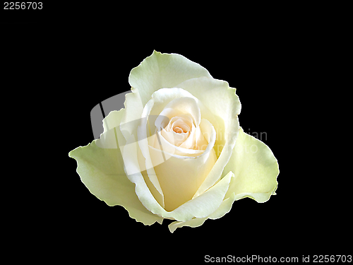 Image of one white rose