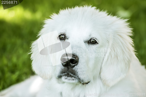 Image of Young golden retriever