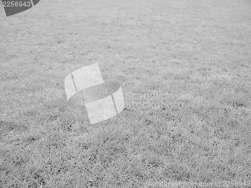 Image of Meadow grass