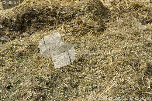 Image of manure detail