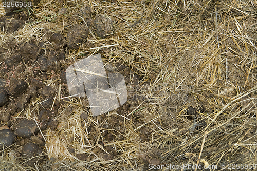 Image of manure detail