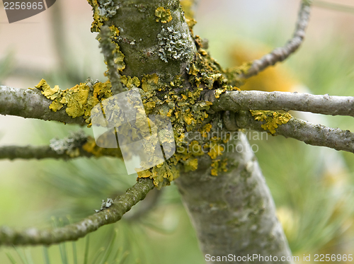 Image of stem and lichen