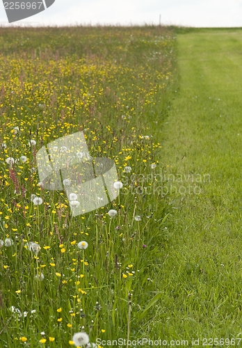 Image of flowering meadow