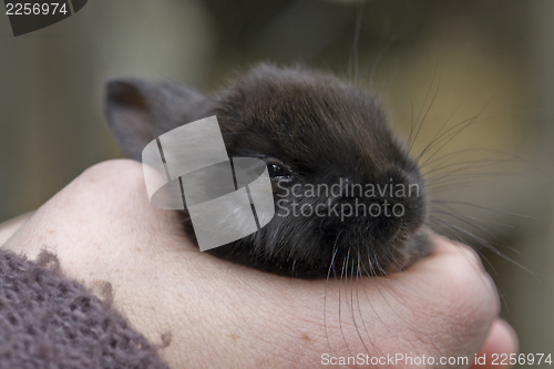 Image of hand and rabbit