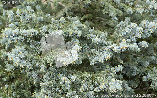 Image of blue spruce detail