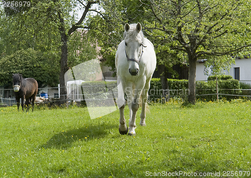 Image of horses and paddock