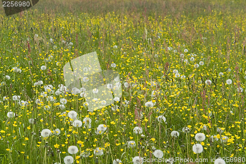 Image of flowering meadow