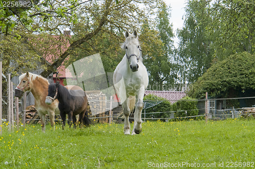 Image of horses and paddock