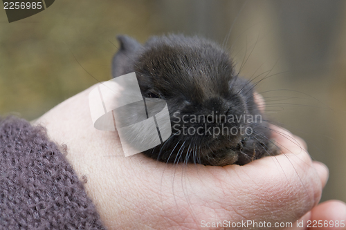 Image of hand and rabbit