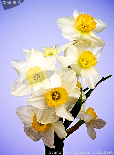 Image of White Yellow Daffodils
