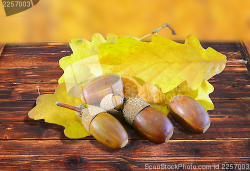 Image of acorns in autumn setting