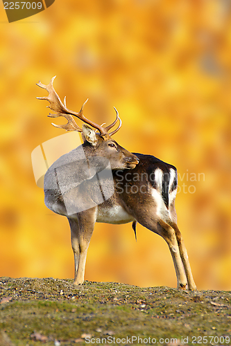 Image of big fallow deer buck