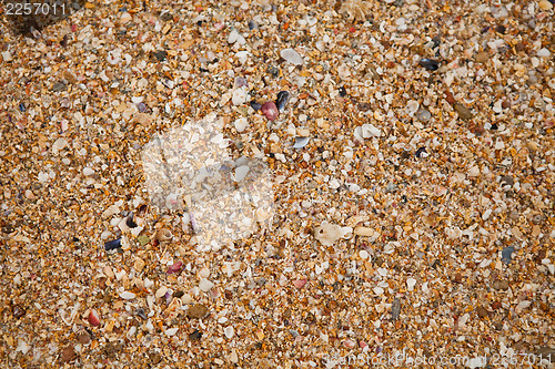 Image of Sand and shell background