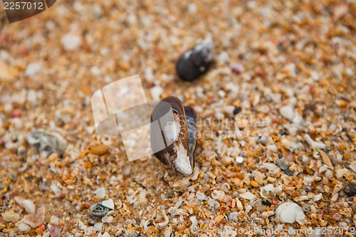 Image of Shell on beach